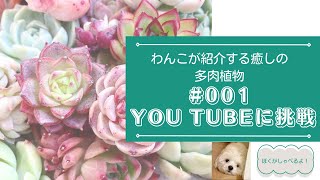 【わんこが紹介する癒しの多肉植物　#001 】YouTubeに挑戦