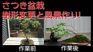 さつき盆栽　樹形変更と風景作り！