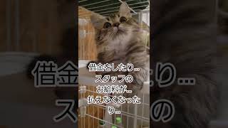 【FIP治療中の保護子猫‼️🐱】ココア君のその後…😹皆様の暖かい応援のお陰で…❣️