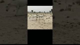Male And Female Donkey Meeting नर और नर गधे|Funny donkeys 😜😂😁