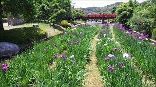 2017  南楽園の花菖蒲は本日3分咲き　～宇和島市津島町～　2017 5/26