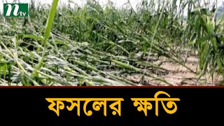 মেহেরপুরে শিলাবৃষ্টিতে ফসলের ব্যাপক ক্ষতি