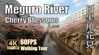 4k60FPS Meguro River Cherry Blossoms, Tokyo Japan, Walking Tour March 2021 目黒川 花見 桜 ツアー2021年3月