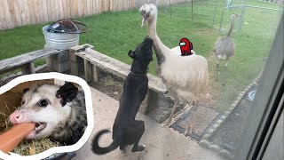 Did Poggers EAT Kevin!? (Poppy finds a Boyfriend ๐ก) *gone sus*