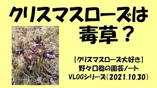 VLOGシリーズ 2021.10.30（クリスマスローズは毒草？）