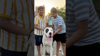 Pakistani Bully Kutta || Indian Mastiff Bully dog || #pakistanibullykutta #indianmasttiff #dogowner