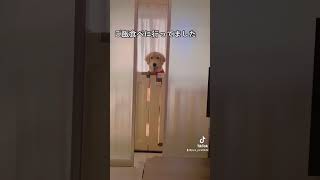 どこにお出かけしてたか問い詰めてくるゴールデンレトリバー子犬 #shorts #ゴールデンレトリバー子犬 #goldenretriever #ゴールデンレトリバー #子犬 #dog #犬