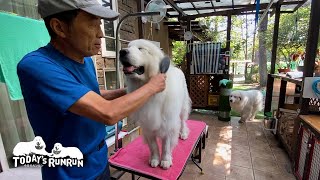 出発前に身なりを整えたいお父さんとめんどくさがるルンルンとアランです　Great Pyrenees　グレートピレニーズ