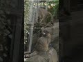 マヌルネコ　　 shorts 神戸どうぶつ王国 兔猻 manul pallascat pallasscat マヌルネコ アズ　 ナル