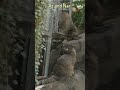 マヌルネコ　　 shorts 神戸どうぶつ王国 兔猻 manul pallascat pallasscat マヌルネコ アズ　 ナル