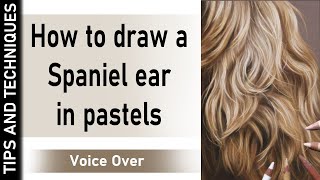 HOW TO DRAW A SPANIEL EAR | DRAWING FUR IN PASTELS