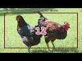 닭소리 효과음 모음 a collection of chicken sounds 닭 울음 a rooster crow