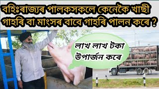 বহিঃ ৰাজ্যৰ দৰে আমি খাছী গাহৰি বা মাংসৰ বাবে গাহৰি পালন কৰি কিয় সফল হব নোৱাৰোঁ?Pig farm in Assam