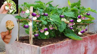 Try this White Eggplant growing method now, you'll never have to buy White Eggplant again