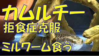 カムルチー拒食！餓死の危機！？この状態を救ったのは・・・