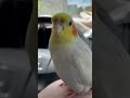 【面白いインコ動画】オカメインコによる『寂しさ vs 気持ち良さ』 shorts