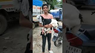 Bhopal Bakra Mandi Jhangirabad. #shorts #viral #trending #sheep #goats