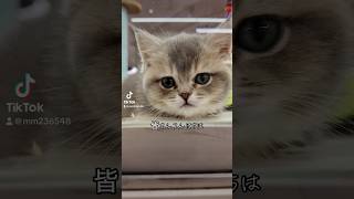 上海にある猫カフェに初潜入！#shorts