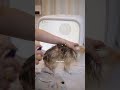 barley u0026 bayleaf spa day 🛁🫧 bayleaf’s first bath 🐶🤍 part 2