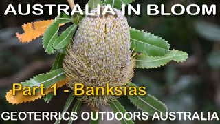 Australia in Bloom - Part 1 Banksias - an intimate look at one of Australia's iconic plants in UHD4K