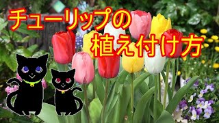 チューリップの植え付け方