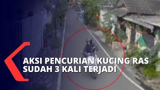 Aksi Pelaku Pencurian Kucing Rasi di Perumahan di Kota Malang Terekam CCTV!