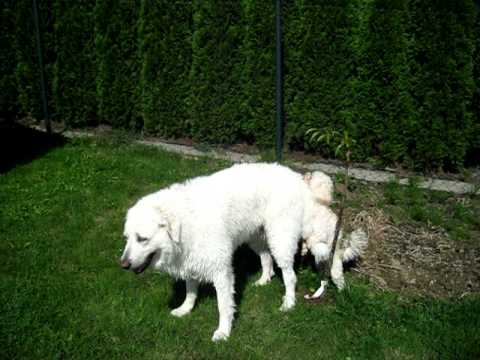 Can a large breed dog mate with a small breed?