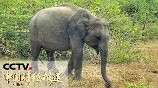 《中国财经报道》云南：野象群频繁靠近村庄 20190812 17:00 | CCTV财经