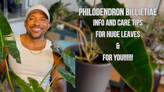 Philodendron Billietiae - aka Billie Holiday. Info, Care Tips and How I Get Mine To Thrive!