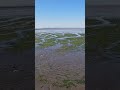 🌊pacific ocean sea island bc seaweed lowtide shorts🌿 mytrails beach😍 oceanview oceanspokojny