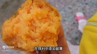 鲤鱼最喜欢的五种味型