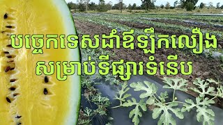 ដំណាំឪឡឹកលឿង_បច្ចេកទេសដាំឪឡឹកលឿងសម្រាប់ទីផ្សារទំនើប