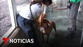 Voluntarios acudieron a refugios en Florida para llevarse a casa a los animales | Noticias Telemundo