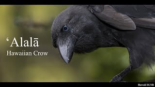 Hawaii News Endangered ʻAlalā Bird aka Hawaiian Crow Released on Big Island 9/25/2018