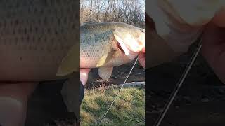 My Biggest Bass! Shorts