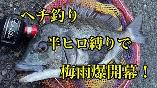 【ヘチ釣り】半ヒロ縛りで梅雨爆開幕！・・・【チヌ釣り　黒鯛　落とし込み】