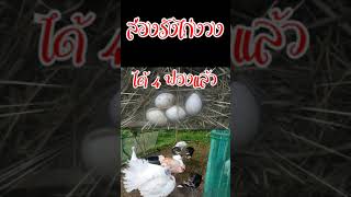 ส่องรังไก่งวง|ระยะเริ่มไข่|