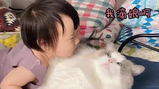 人类幼崽疯狂强吻布偶猫公公，猫：请你冷静【猪娣儿是一只猫】