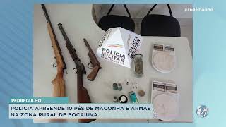 Bocaiuva: polícia apreende 10 pés de maconha na zona rural