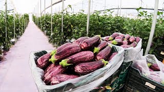 How To Grow 98 Millions Of  Eggplant in Greenhouse - Modern Greenhouse Agriculture Technology