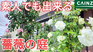 【バラの剪定 手入れ】【バラアーチ】自宅の庭の薔薇が満開になりましたので報告いたします。