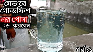 যেভাবে খুবই সহজে গোল্ডফিশ এর পোনা বড় করবেন।পোনা আর মরবেনা (পর্ব:১)