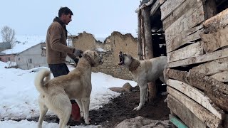 BU İNSANLAR AYIDAN KURTTAN BAŞKA TÜRLÜ KURTULAMIYOR ANADOLU’NUN ÜCRA KÖŞELERİNDEKİ ASLANLAR