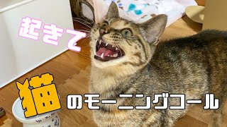 子猫達のモーニングコールvsまったく起きない飼い主【保護猫】