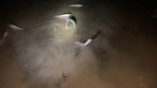 Grunion Run Close-Up on What Happens: Mission Beach, San Diego