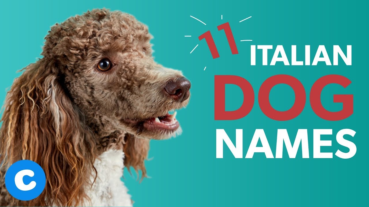 11 Italian Dog Names | Chewy - YouTube