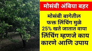 मोसंबी बागेत लिंचिंग कशी होते | कारणे आणि उपाय | हरी लघाने मो 9822589928