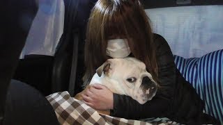 安易な気持ちで犬と車中泊をするとこんな事になってしまいます・・・。