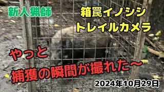 #17 新人猟師　捕獲の瞬間！箱罠イノシシ（2024年10月29日）　#有害鳥獣捕獲 #愛媛