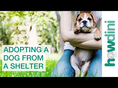 Adopting a Dog from a Shelter: Puppy Rescue Myths and Facts Adopting a Dog from a Shelter: Puppy Rescue Myths and Facts